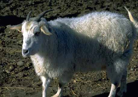 goat.jpg (26326 bytes)