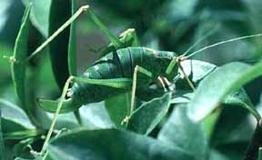 grasshopper.jpg (12755 bytes)
