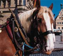 horse ride.jpg (14603 bytes)