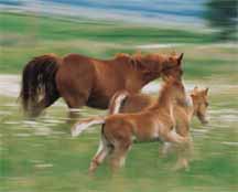 horse run.jpg (8512 bytes)