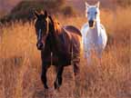 horse wild.jpg (7895 bytes)