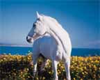 horse.jpg (8265 bytes)