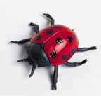 ladybug 3.jpg (6275 bytes)