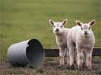 lambs.jpg (6789 bytes)
