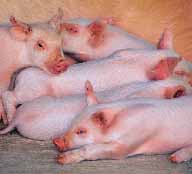 pig.jpg (8894 bytes)