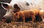 pigs.jpg (8019 bytes)