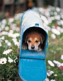 puppy mailbox.jpg (13897 bytes)