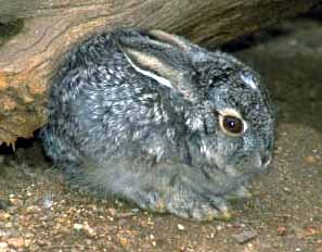 rabbit.jpg (18988 bytes)