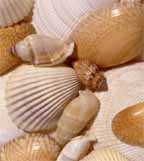 seashells.jpg (9283 bytes)