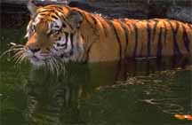 tiger.jpg (8809 bytes)
