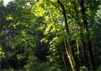 trees.jpg (10042 bytes)