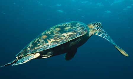 36honu.jpg (12443 bytes)