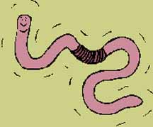 96worms.jpg (10460 bytes)