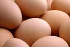105eggs.jpg (5085 bytes)