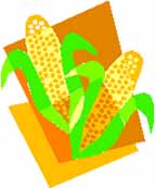 14corn.jpg (9106 bytes)
