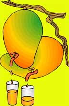 76mango.jpg (11268 bytes)