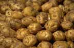 84starch.jpg (8043 bytes)