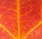 89leaf.jpg (7065 bytes)