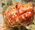07fish.jpg (8676 bytes)