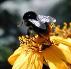 06bee.jpg (9562 bytes)