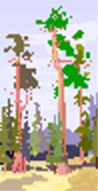 08sequoia.jpg (11442 bytes)