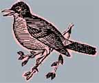 15spreadseeds.jpg (9409 bytes)