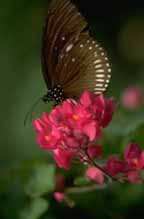 18butterfly.jpg (7029 bytes)