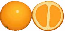 28fruit.jpg (7093 bytes)