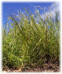 Photo of No. 508607 grass