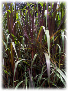 Photo of Bana grass