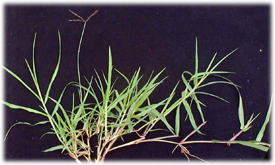 Photo of Puerto Rican Stargrass