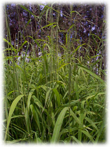 Photo of Signal grass