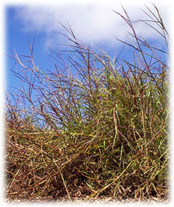 Photo of Bigalta grass