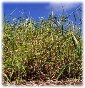 Photo of California grass