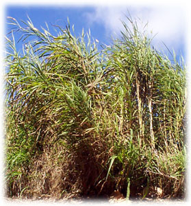 Photo of Dwarf napier grass