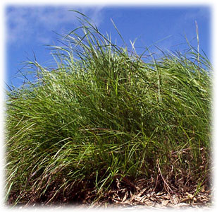 Photo of Greenalta grass
