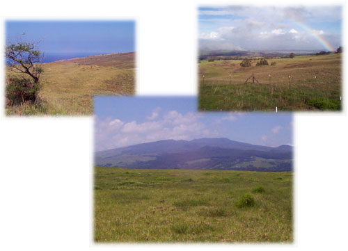 Montage of forage landscapes