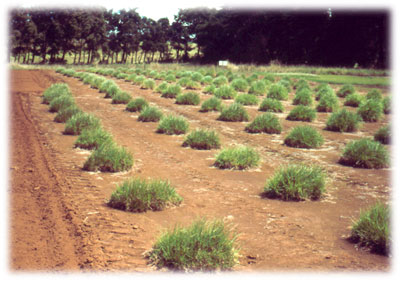 photo of the Kikuyu collection at the Mealani Station