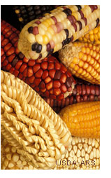 corn varieties