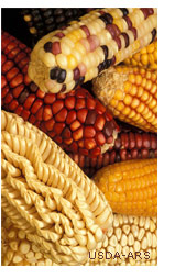 corn varieties