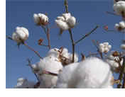 cotton