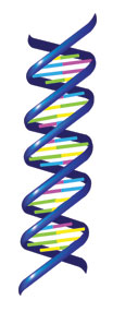 DNA diagram