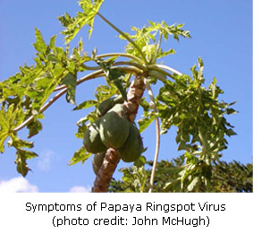 Papaya tree with symptoms of ringspot virus