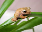 coqui frog
