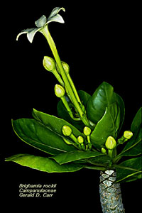Photo of Brighamia rockii flower