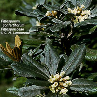 Photo of Pittosporum confertiflorum foliage and flowers