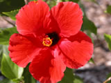 hibiscus