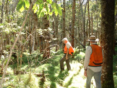 Persistent grass understory