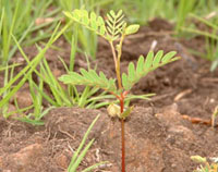 Koa regeneration after scarification