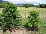 Effects of leucaena mulch